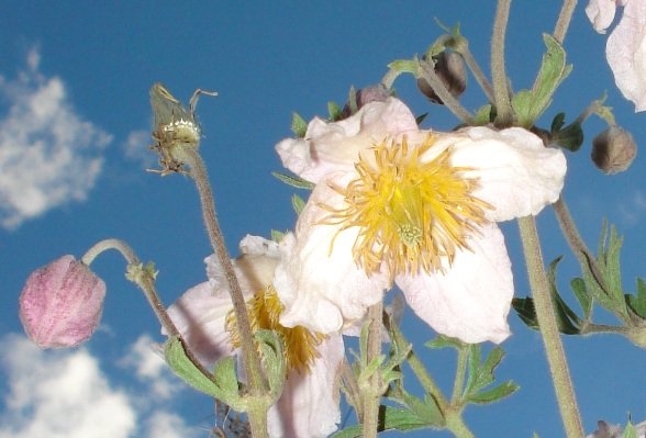 Clematis villosa subsp. stanleyi floral stages